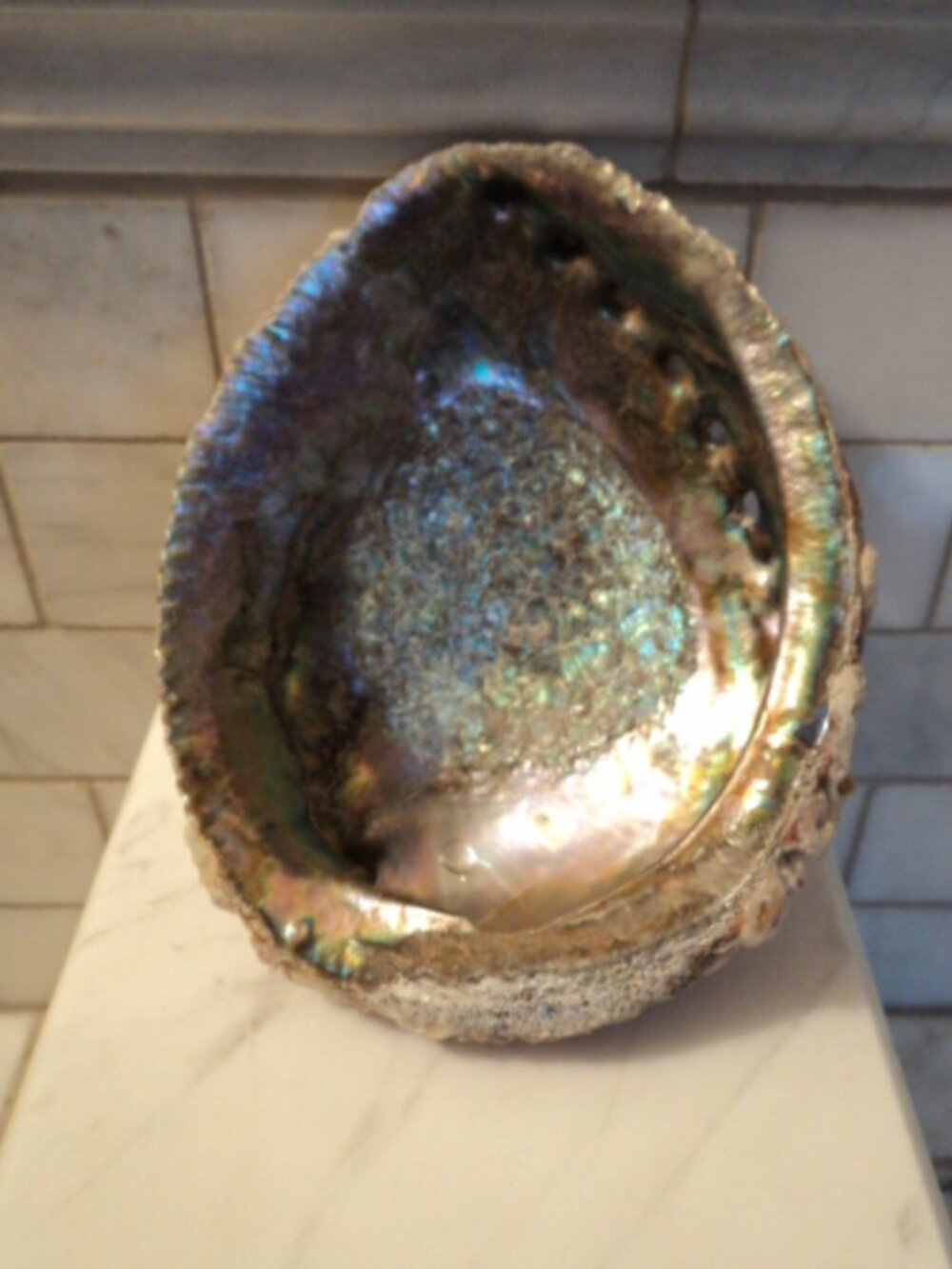 abalone shell